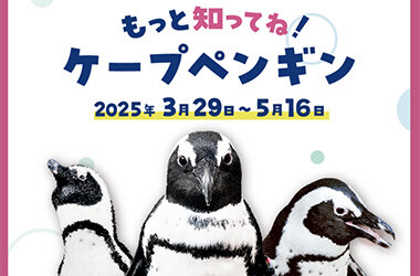 4月25日は「世界ペンギンの日」!特別展示「もっと知ってね！ケープペンギン」開催