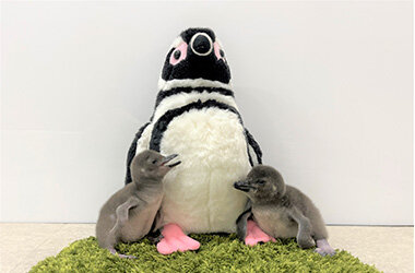 2年ぶりにペンギンの赤ちゃんが仲間入りマゼランペンギンの赤ちゃん「あられ」、「つづみ」誕生